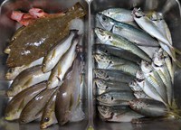 ８月１６日の釣行