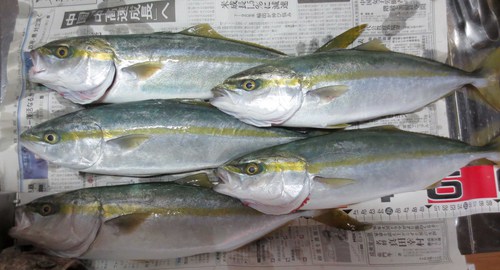 青物捜索