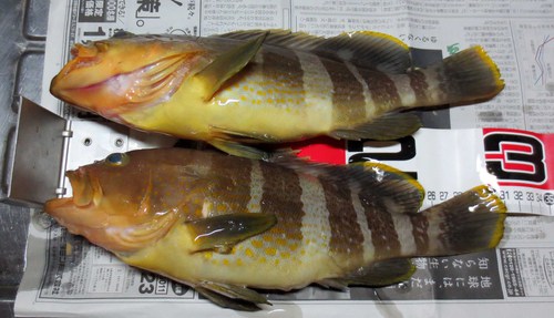アオハタ