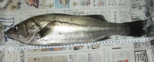 調査＆挑戦！