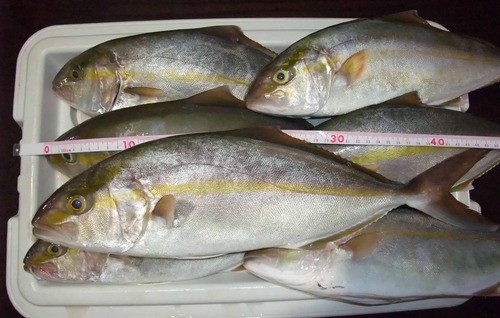 釣りの面白さ