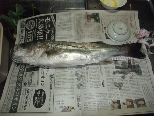 シーバスのおろし方