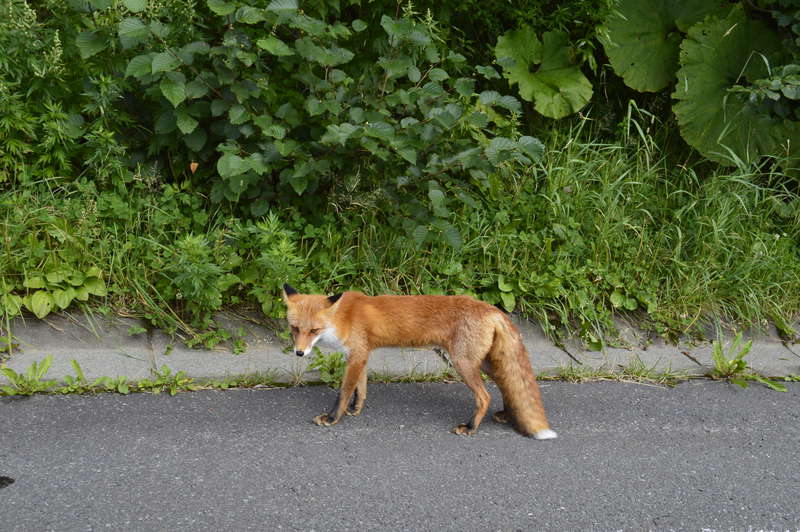 自然あふれる知床野営場
