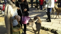 鹿　鹿　鹿の奈良公園 2016/12/27 23:34:59