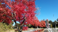 紅葉 2017/11/11 13:31:21