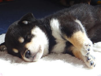 ケネル松浦 愉快な愛犬生活 鼻ぺちゃ系子犬 柴犬 マルチーズ チワワ ポメラニアン ダックス 静岡県掛川市下垂木のチャンピオン作出ブリーダー 今日一日頑張った私 黒柴子犬の寝顔に癒される