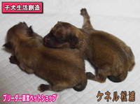 ニュース　ポメラニアンの子犬生まれる