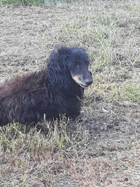 ☆犬さんの事についてオレの究極真面目に話します…☆