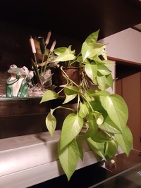 ☆寝室緑化計画～てのがあったんで観葉植物で語りますか～(°∀°)☆