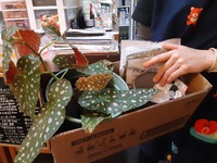 ☆園芸のお師匠さんに植え替えを託します～(^ ^)b☆