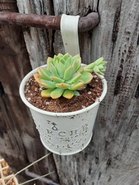 ☆お庭とガレージのゴミを片付ける！(￣▽￣;)☆
