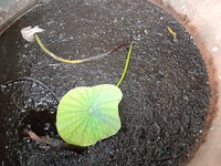 ☆遅植えの蓮が育って来たよ～(*￣∇￣)ノ☆