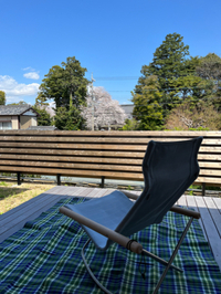 桜満開
