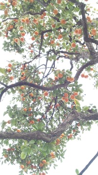 山形の事！ 野菜も木の実も宝作！