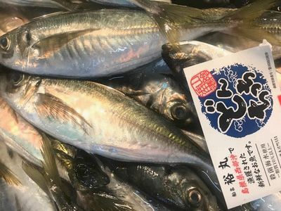 日本海の荒波にもまれた浜田の特選ブランド…どんちっちアジ