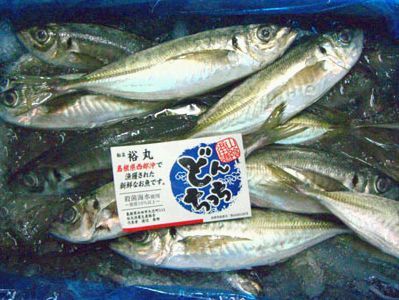 日本海の荒波にもまれた浜田の特選ブランド…どんちっちアジ