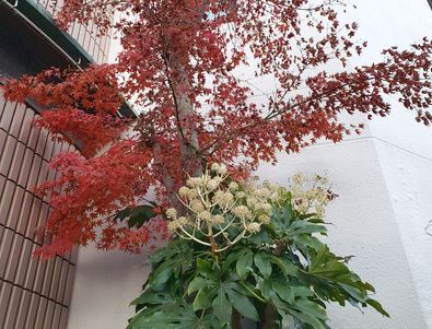 店の庭木…そっくりなのに違う品種の山茶花と椿