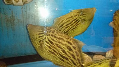 千歳きくいち・金子猛FBから