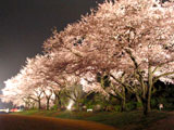 夜桜ライトアップ開園が２７日から始まります！