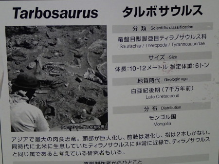 タルボサウルス