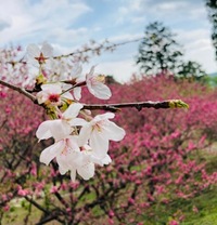 奥山高原にて 2021/04/19 19:47:45