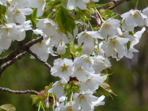 みどり湖の桜