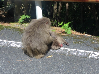 屋久島の旅