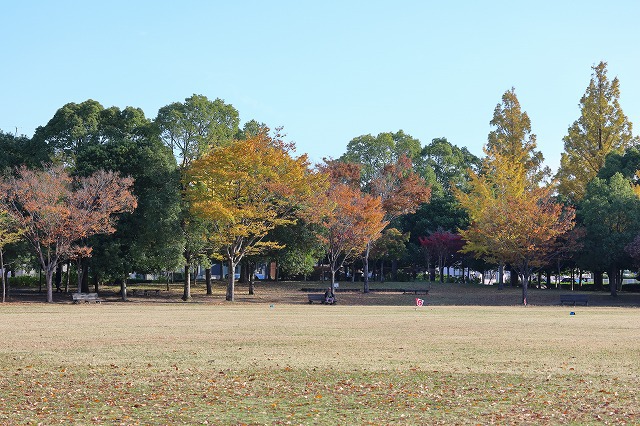 美園中央公園　紅葉