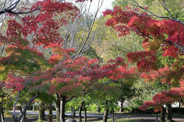 美園中央公園　紅葉