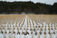 売木村　稲刈り後の切り株（稲株・稲茎）と雪　