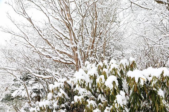 雪の造形
