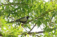 シジュウカラ