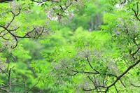 センダン