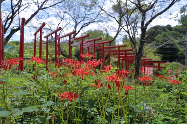 彼岸花