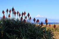 富士山とアロエ