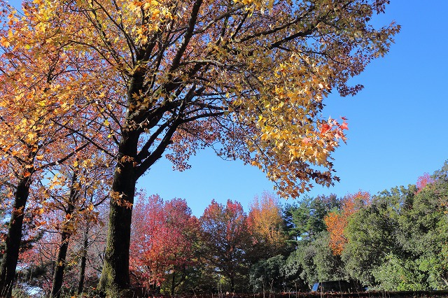 バードピア浜北　紅葉
