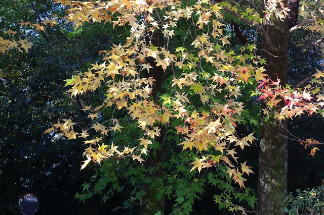 バードピア浜北　紅葉