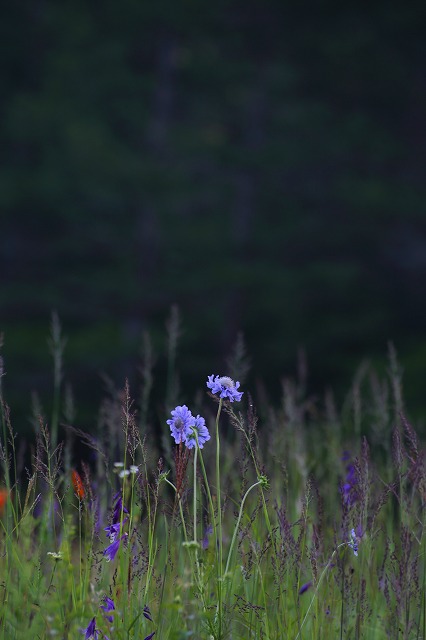 入笠湿原　花々