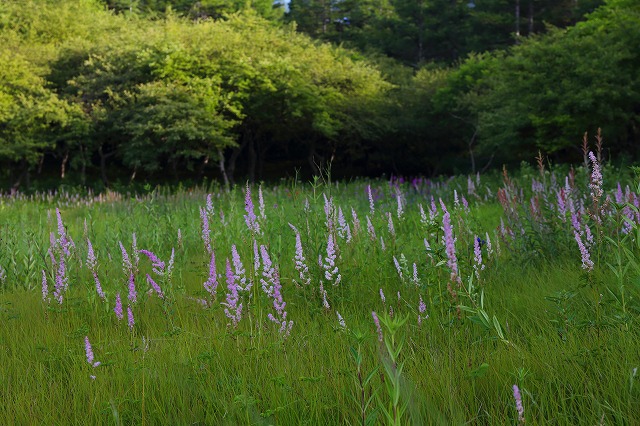 入笠湿原　花々