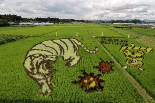 田んぼアート菊川