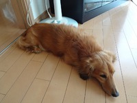 久々にワンコのピース