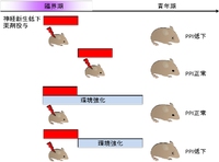 精神疾患は発達期の限られた期間での神経の発達異常が原因か - 東北大 2013/04/20 13:17:05