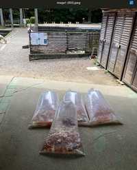 鯉の納品