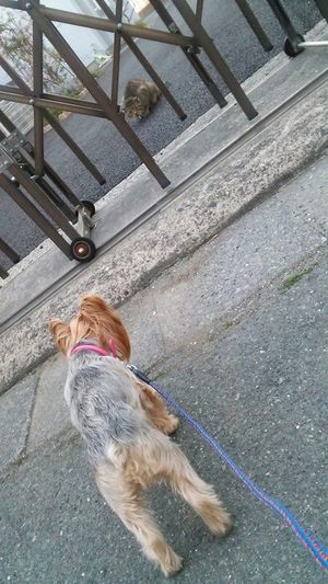 迫力負け・・・