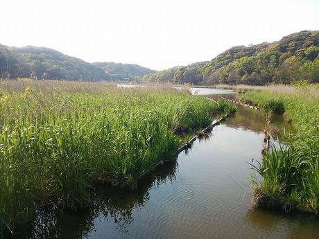 新緑の桶ケ谷沼