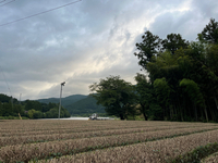 雨止んで 2024/06/29 21:45:19