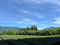 茶士道 2024/07/27 22:23:13