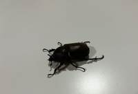 深夜の訪問者 2024/07/29 00:53:44