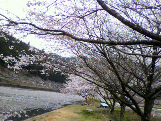 夜桜
