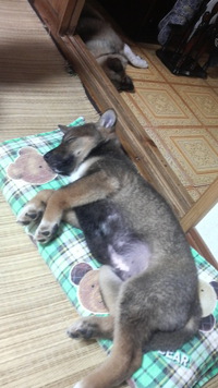 我が愛犬 2016/06/18 12:46:18